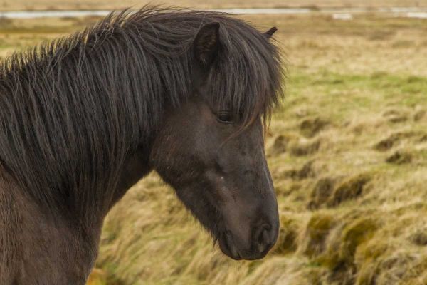 Iceland Profile of Icelandic horse